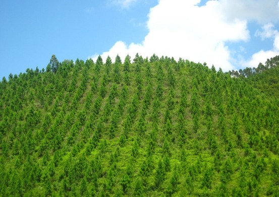宝运莱天然气散布式能源利用效能达70% 宝运莱天然气散布式能源利用效能达70%